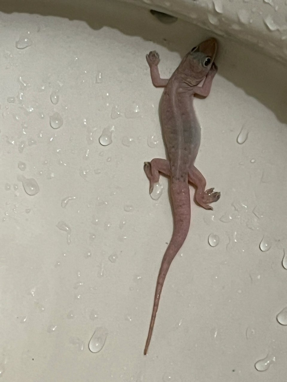 就怕少看一, 天动地, 有球迷坦言